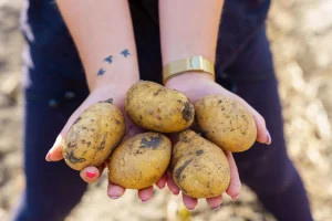 Getand Poging Regeren Aardappelen kopen bij de boer? | Boerderijproducten.nl