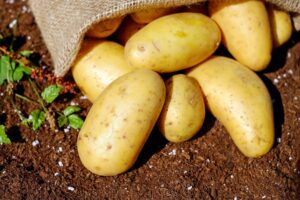 Nieuwe oogst! Biologische Cammeo aardappelen