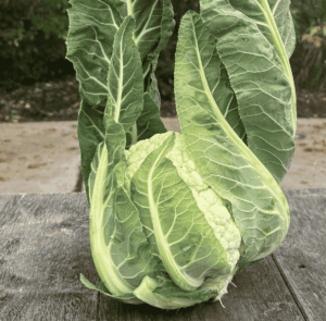 Biologische bloemkool