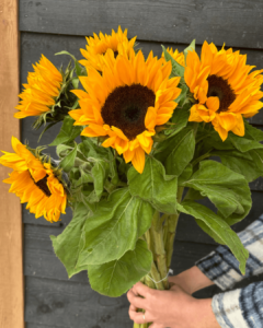 Zonnebloemen