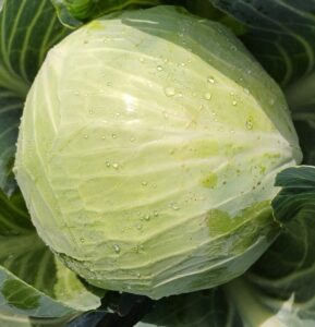 Biologische Witte Kool