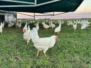 Biologische eieren van eigen boerderij