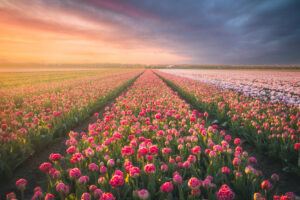 25 stuks Tulpenbollen 'Polder Pink'