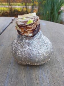 Glitter Amaryllis Zilver