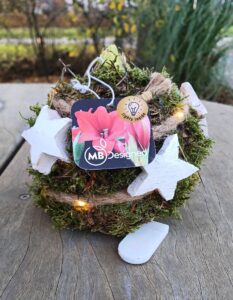 Amaryllis met lampjes